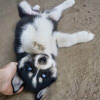 Husky Welpen mit Gesundheitsbescheinigung