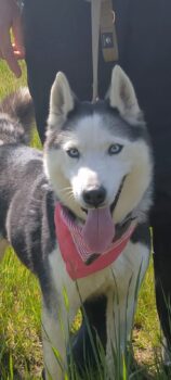 AMARA auf Pflegeplatz in 06237 Leuna, clevere Husky-Hündin, toll für aktive Familien