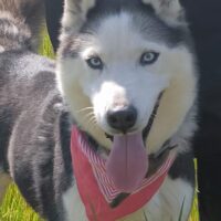 AMARA auf Pflegeplatz in 06237 Leuna, clevere Husky-Hündin, toll für aktive Familien