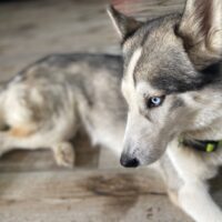 Husky Mädchen 1 Jahr alt
