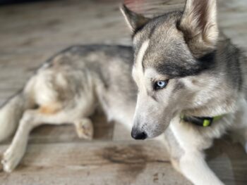 Husky Mädchen 1 Jahr alt