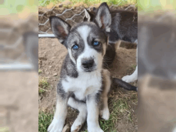 Sibirian Huskywelpen