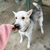 😭🆘Terri wurde von seiner eigenen ehemaligen Familie in die Tötung gebracht😭🆘