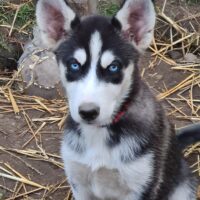 Huskywelpen in liebevolle Hände abzugeben