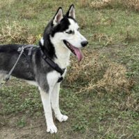 Yukon, Rüde, kastriert, geb Januar 2020, ca. 59 cm, mit VIDEOS