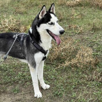Yukon, Rüde, kastriert, geb Januar 2020, ca. 59 cm, mit VIDEOS