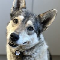 Gloria/Glory (8 Jahre Kiew / Ukraine) – Sanfte Schönheit als Kettenhund