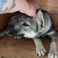 ❌Wer rettet unseren Maxl aus der Tötung??❌6-7 Monate jung - mit VIDEOS!