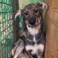 🆘Moritz will leben!!! - wer holt ihn aus der TÖTUNG?🆘Erst 6-7 MONATE🆘VIDEOS!!!