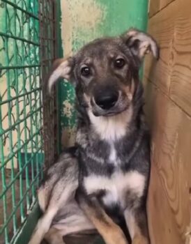 🆘Moritz will leben!!! - wer holt ihn aus der TÖTUNG?🆘Erst 6-7 MONATE🆘VIDEOS!!!