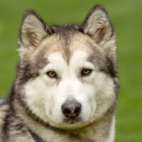Wapaj