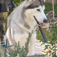 Sibirien Husky