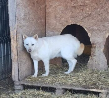 MERLIN