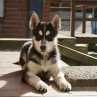 Husky Welpen (Hündin) mit Gesundheitsbescheinigung