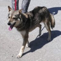 Mya (weibl., geb. ca. Juli 2019)