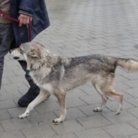 Mya (weibl., geb. ca. Juli 2019)