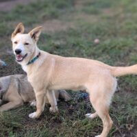 JACK - 6,5 Monate - versteht sich mit Katzen - mit lustigen Ohren