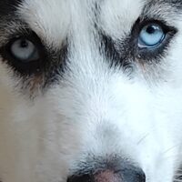 Sibirisches Husky Mädchen