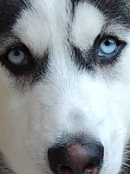Sibirisches Husky Mädchen