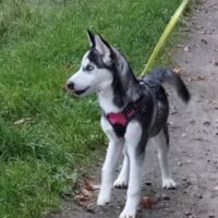 Sibirisches Husky Mädchen