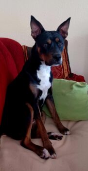 Tolle, sportliche Traumhündin sucht Pflegestelle oder neues Zuhause