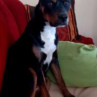 Tolle, sportliche Traumhündin sucht Pflegestelle oder neues Zuhause