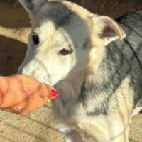 Sayuri (Hündin) - geb. 08/2023 - 40 cm