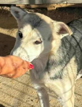 Sayuri (Hündin) - geb. 08/2023 - 40 cm