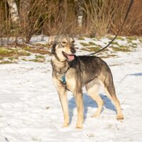 📍Tisha, männlich (kastriert) 📍geb. 09/2023📍Tisha ist pure Lebensfreude! 🌞