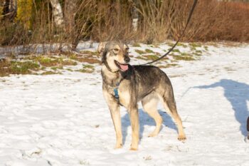 📍Tisha, männlich (kastriert) 📍geb. 09/2023📍Tisha ist pure Lebensfreude! 🌞