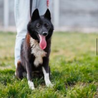 ‼️Wer holt Nayda nach Hause? Wer rettet sie?‼️1 Jahr jung / ca. 45 cm