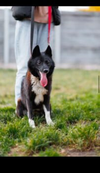 ‼️Wer holt Nayda nach Hause? Wer rettet sie?‼️1 Jahr jung / ca. 45 cm