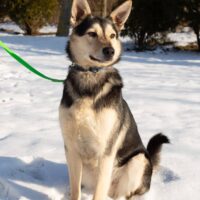 📍Misha, männlich (kastriert) 📍geb. 09/2023📍Wäre gern Familienmitglied🌞