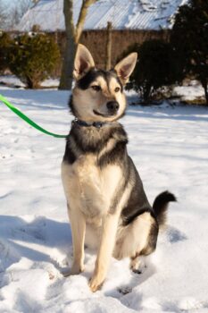 📍Misha, männlich (kastriert) 📍geb. 09/2023📍Wäre gern Familienmitglied🌞