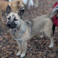 🩷CUBA🩷Husky-Mix - 7 Monate