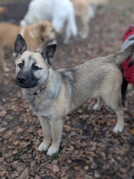 🩷CUBA🩷Husky-Mix - 7 Monate