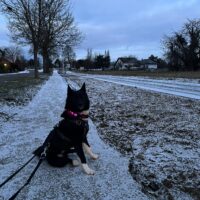 Nayda - auf Pflegestelle in Deutschland (Bayern)