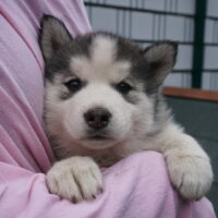 Husky Welpen mit Gesundheitsbescheinigung