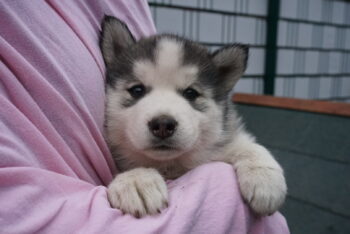 Husky Welpen mit Gesundheitsbescheinigung