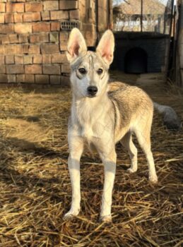 HAJ - 7,5 Mon. alte Mix-Hündin, sanft und toll mit Kindern, Katzen, Hunden