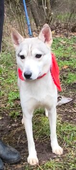 Andjy, tolle Husky-Hündin