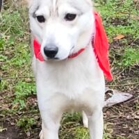 Andjy, tolle Husky-Hündin