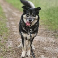 Nira: Weibchen • geb.ca. 2012-2014 • 60cm • Handicap