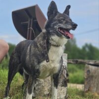 Jackson: Rüde • geb.ca. 2017-2019 • 55cm