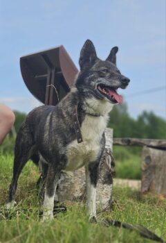 Jackson: Rüde • geb.ca. 2017-2019 • 55cm