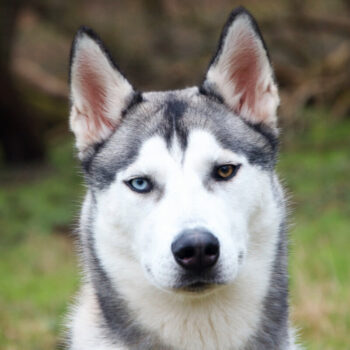 Miniaturansicht für das Anzeigenbild