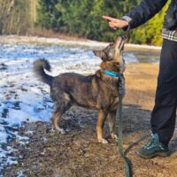 Schakira: Weibchen • geb.ca. 2013-2015 • 45cm