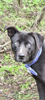 Aldo sucht ein liebes Zuhause