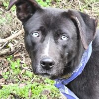 Aldo sucht ein liebes Zuhause