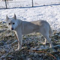 PERSEUS - kam als Junghund in die Tötung und wartet seit nunmehr zwei Jahren auf ein Zuhause